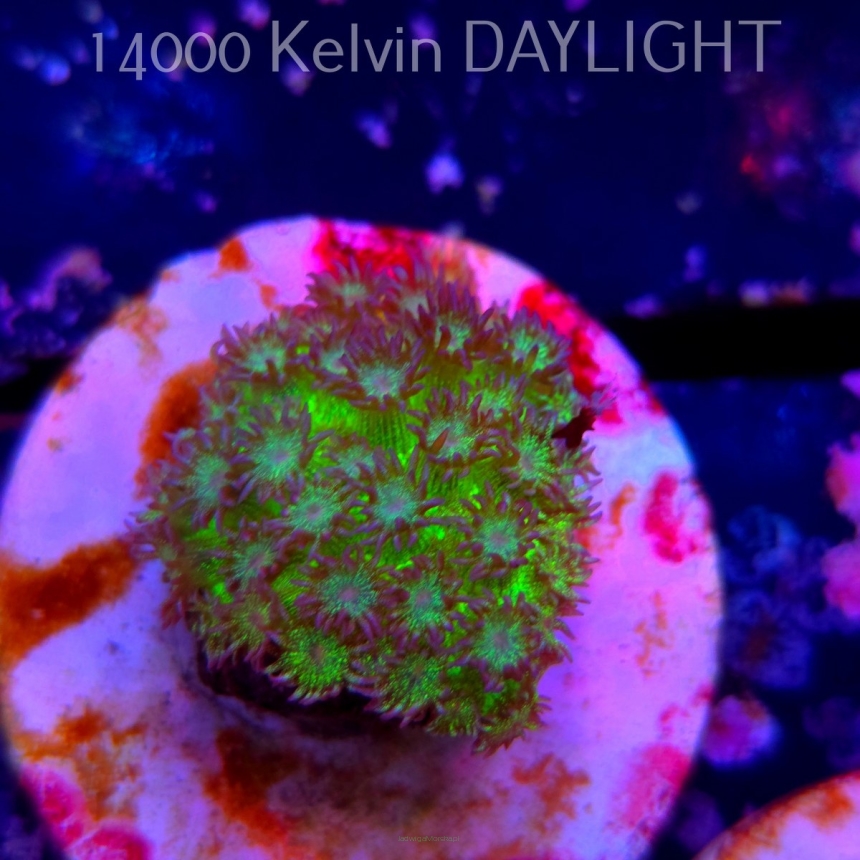  Goniopora JMC RAINBOW GLITTER (06.05.2025)  3cm