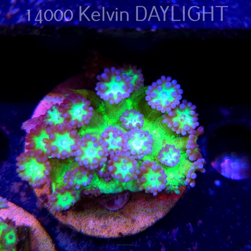 Goniopora JMC TOXIC GLITTER (15.03.2025)  4cm