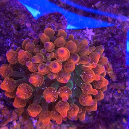 Entacmaea quadricolor RED SNOWFLAKE (21.01.2025)