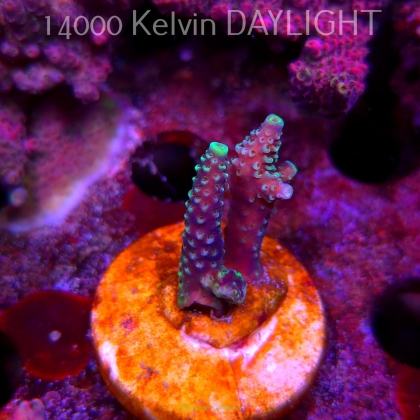 Acropora sp. AUSTRALIA (09.05.2025) MM1-III-12  4cm