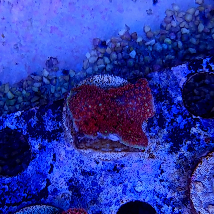 Goniopora minor RED + YELLOW EYE (foto 09.01.2021)