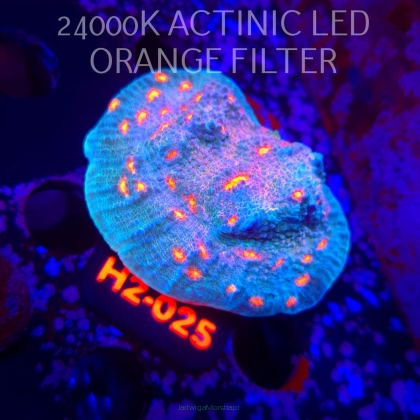 Echinophyllia sp WWC PINK BOOBIES (02.12.2025) H2-025  7cm