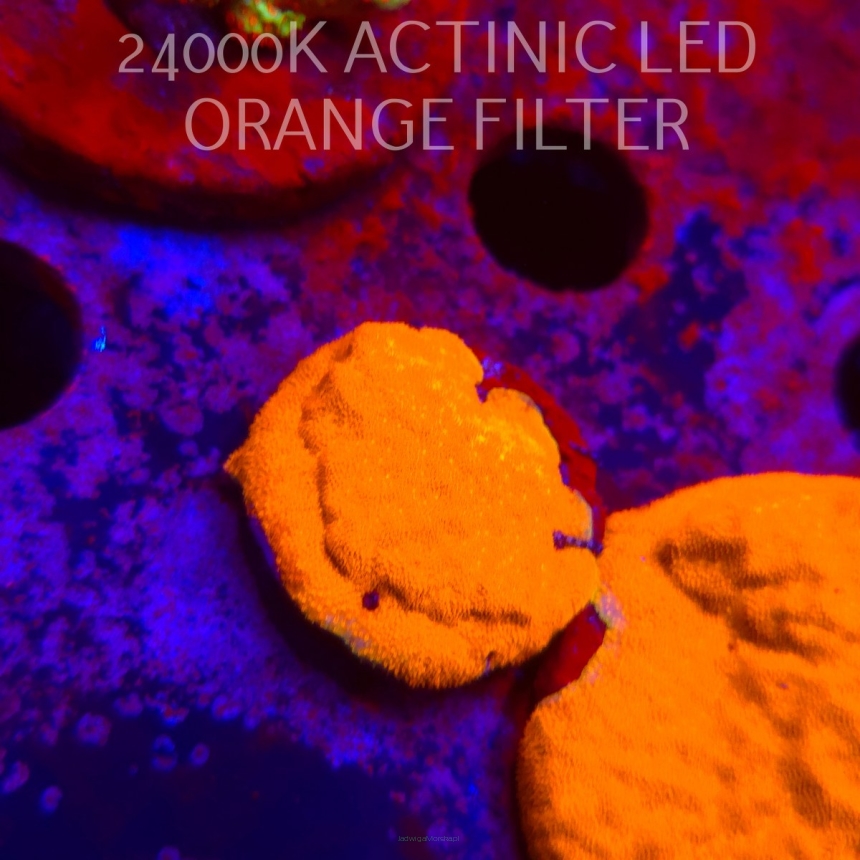 Leptoseris foliosa GOLD (08.11.2025) MM1-I-11  3cm