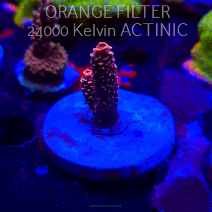 Acropora MILLEPORA PINK (20.03.2025) L1-II-16  4cm