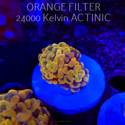 Euphyllia paraancora GOLD HOLOGRAM HAMMER (02.04.2025)