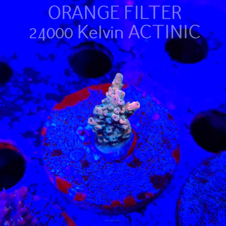 Acropora TG PINK STARDUST (24.05.2025) L2-III-14  3cm