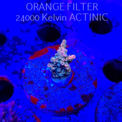 Acropora TG PINK STARDUST (24.05.2025) L2-III-14  3cm