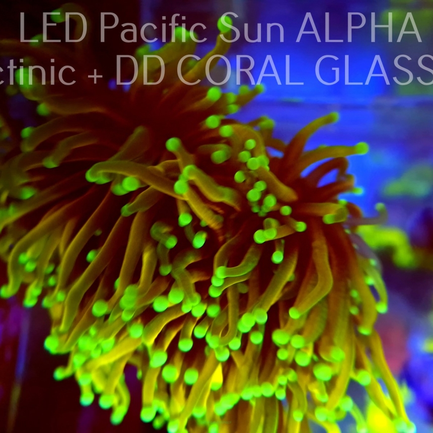Euphyllia glabrescens DRAGON SOUL (01.02.2024) 3 HEAD