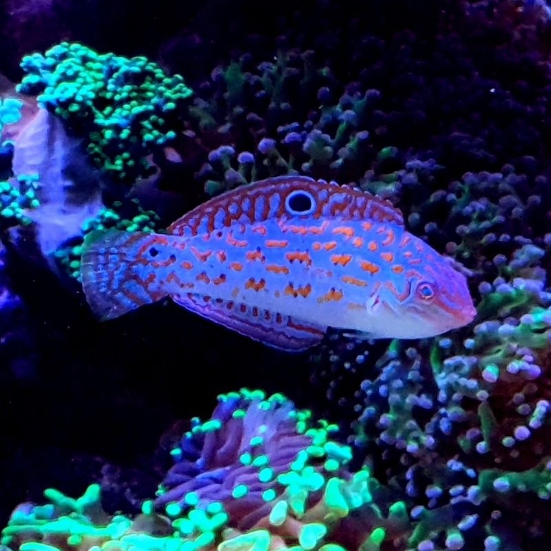 Halichoeres timorensis rozmiar 5-6 cm