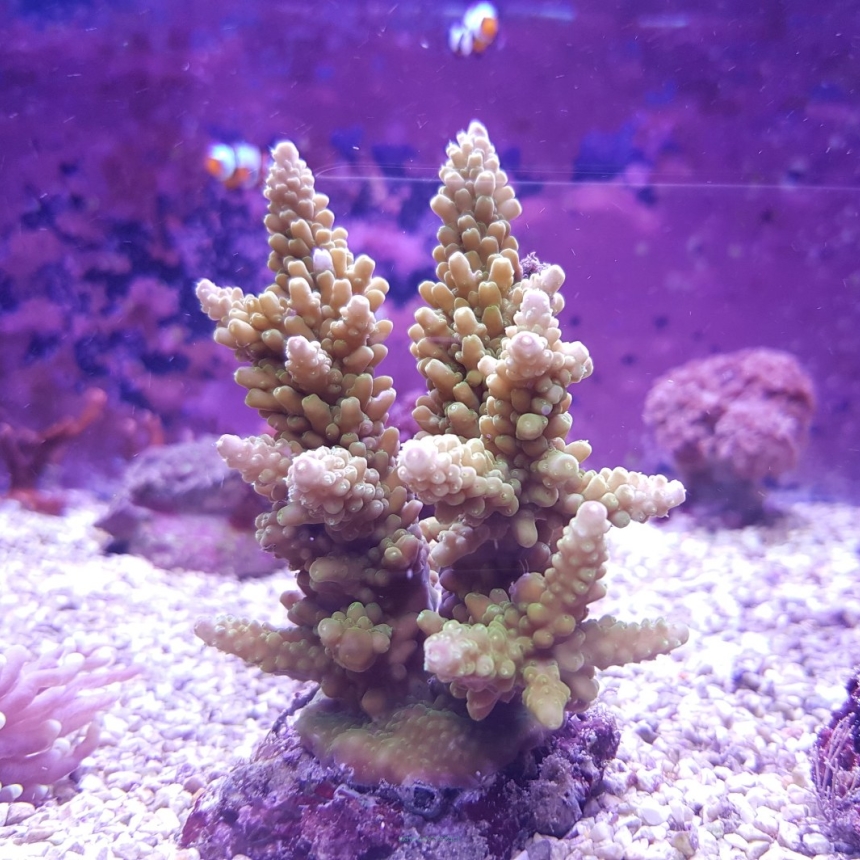 Acropora microphthalma (corn yellow)