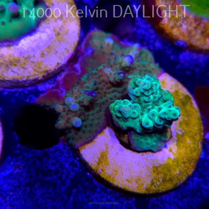Acropora sp. AUSTRALIA  (21.06.2025) L4-III-28  3cm
