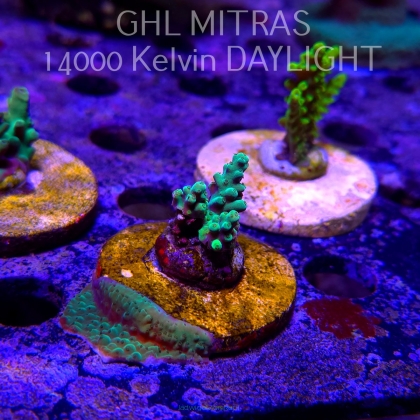 Acropora sp. AUSTRALIA  (20.02.2025) L4-III-28  2cm