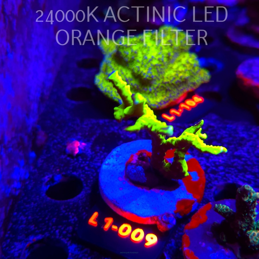 Anacropora WWC SLIMEBALL (09.10.2025) L1-009  5cm