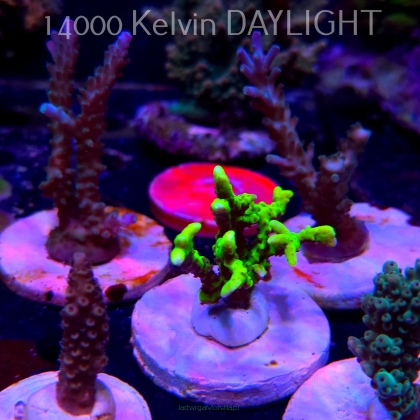 Anacropora WWC SLIMEBALL (20.03.2025) L1-III-15  5cm