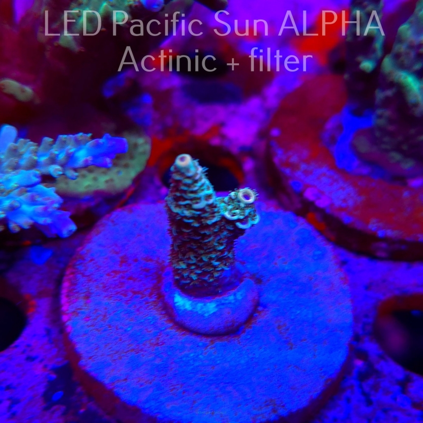 Acropora MILLEPORA (02.02.2025) L3-III-21  3cm