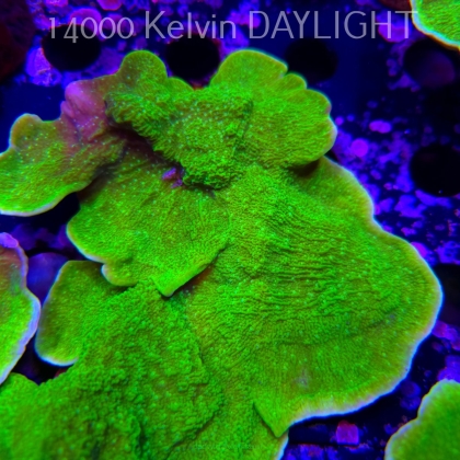 Montipora capricornis TOXIC GREEN (14.02.2026) H4  14cm