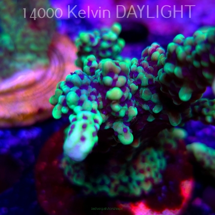 Montipora peltiformis (18.05.2025)  7cm