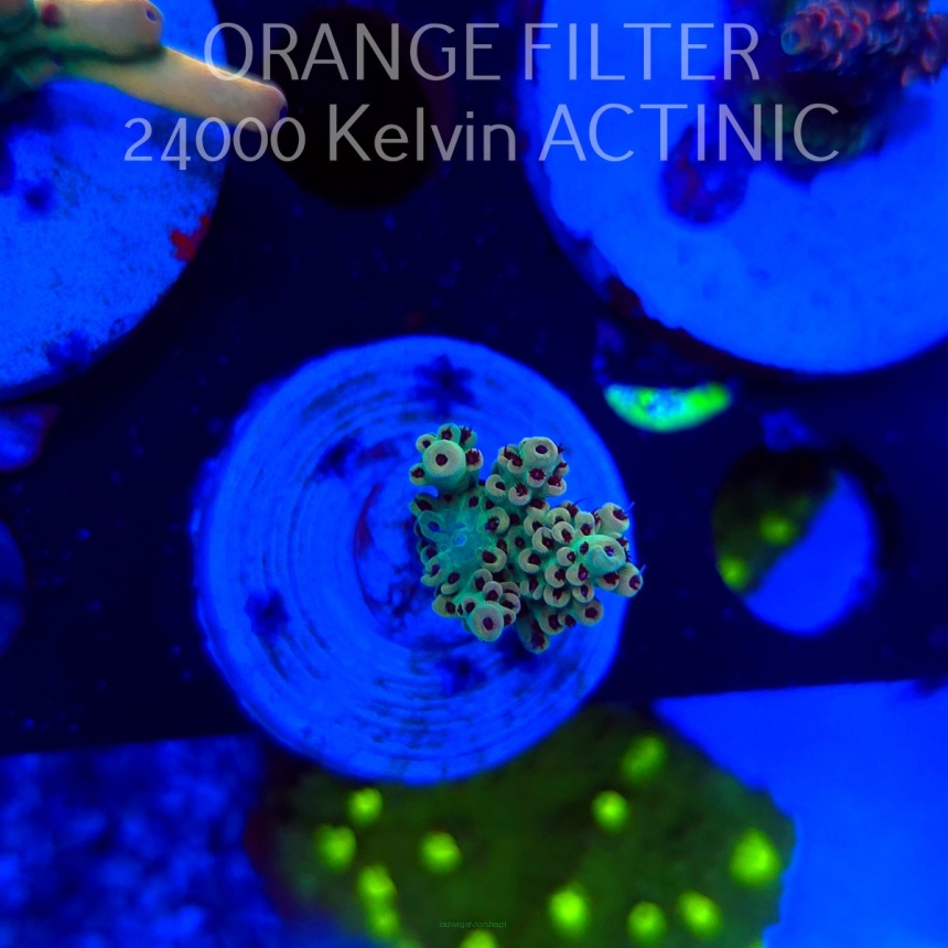 Acropora TG PINK FLOYD ACRO (20.03.2025) L1-I-36  3cm