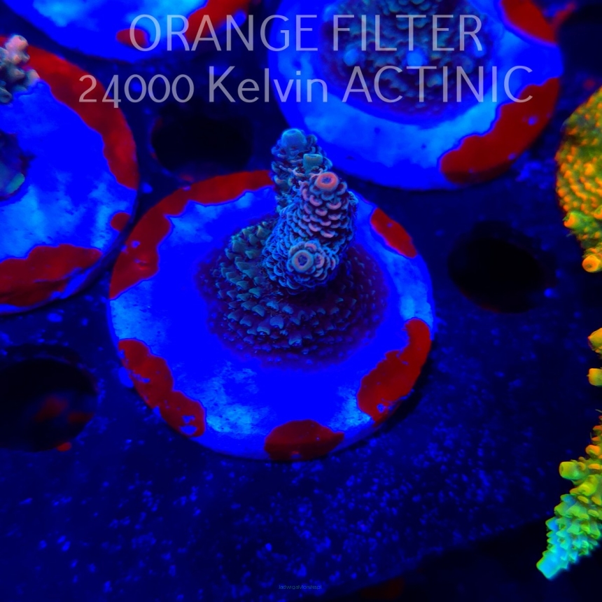 Acropora MILLEPORA (19.06.2025) L3-III-29  4cm