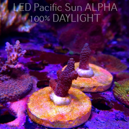 Acropora sp. AUSTRALIA (02.02.2025) L3-III-29  3cm