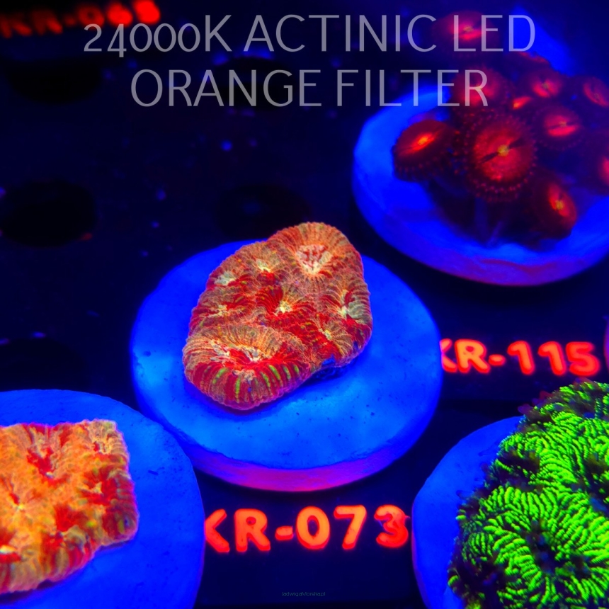 Favites ULTRA War Coral (22.01.2026) KR-073  3cm