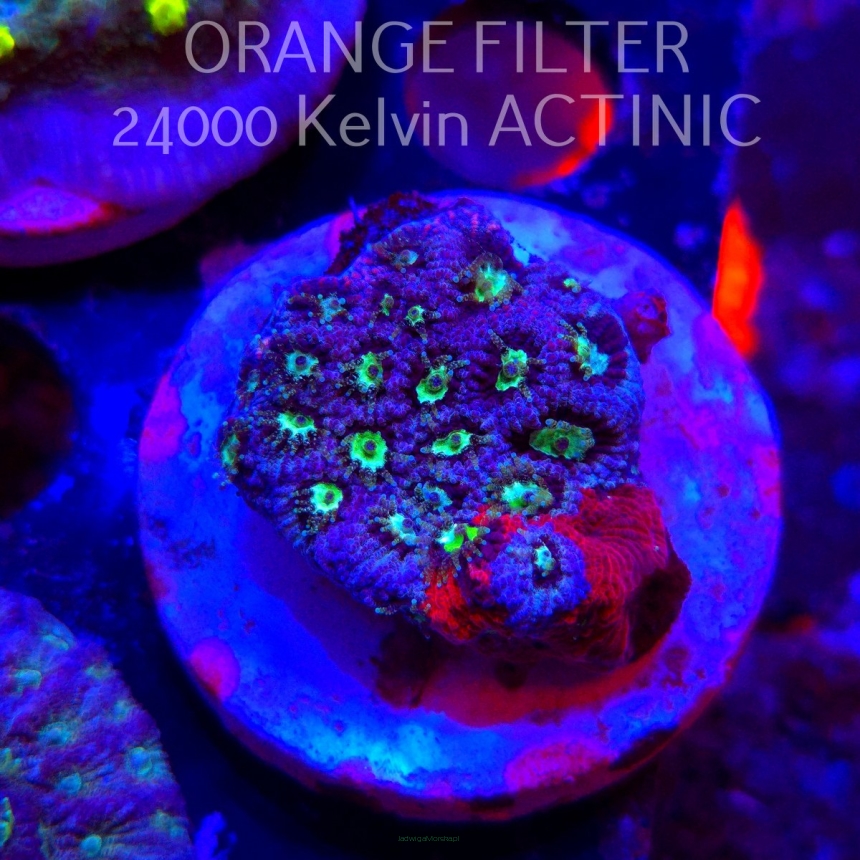 Favites Pentagona War Coral (06.05.2025)  4cm