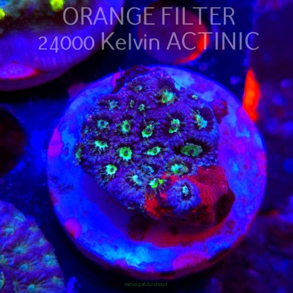 Favites Pentagona War Coral (06.05.2025)  4cm