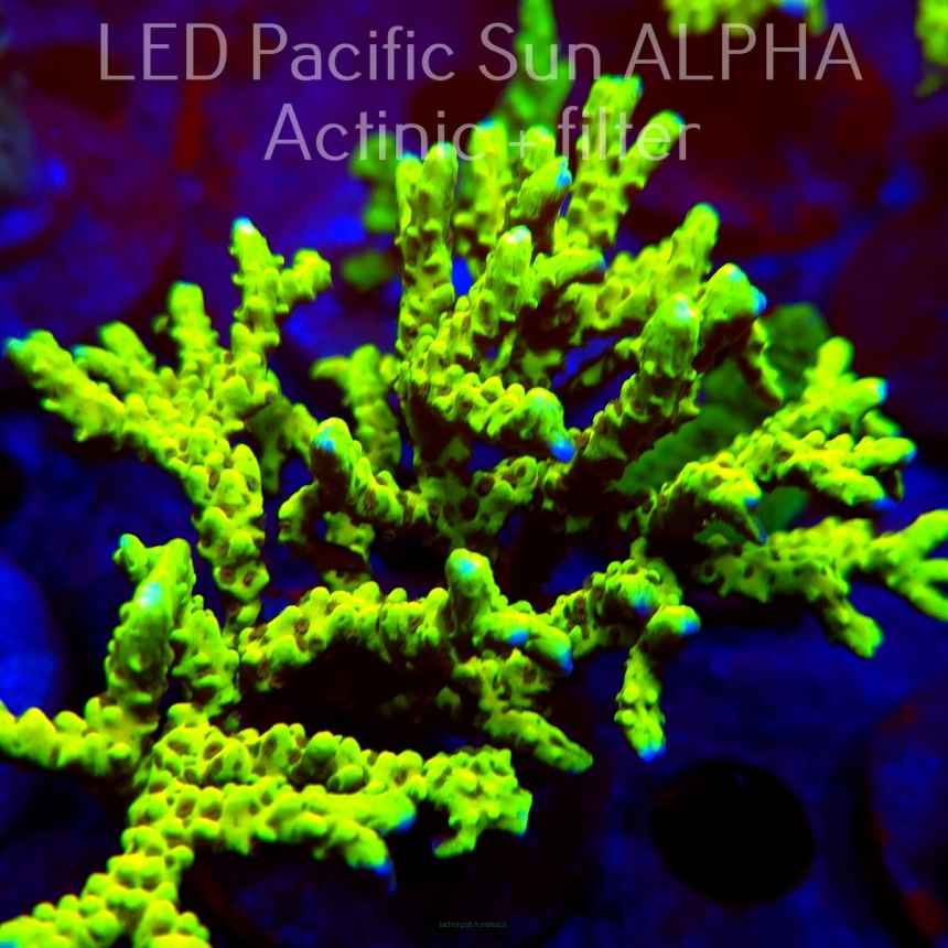 Anacropora WWC SLIMEBALL (02.02.2025) L3-II-17  10cm