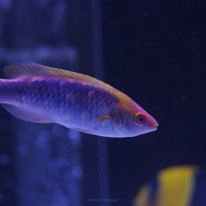 Cirrhilabrus lubbocki 6cm