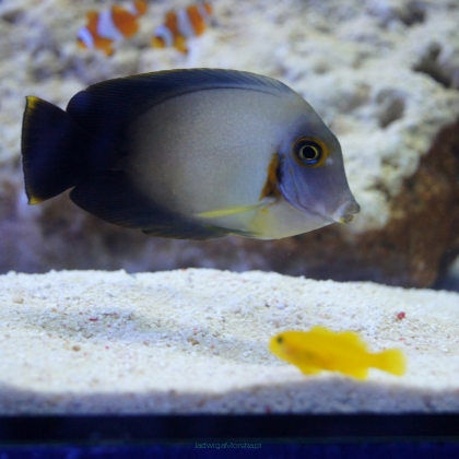 Acanthurus pyroferus rozmiar 7-8 cm