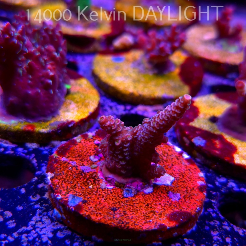 Acropora MILLEPORA PINK (24.05.2025) L2-II-20  4cm