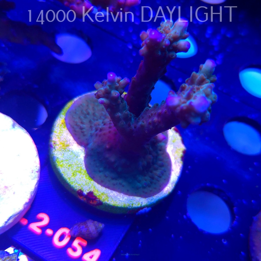 Acropora sp. AUSTRALIA (14.11.2025) L2-054  7cm