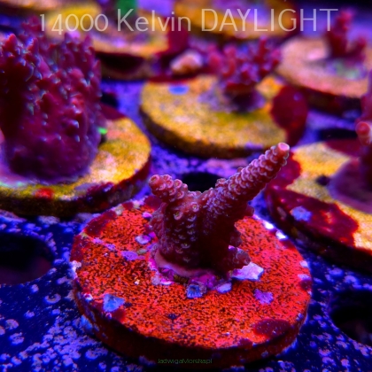 Acropora MILLEPORA PINK (24.05.2025) L2-II-20  4cm