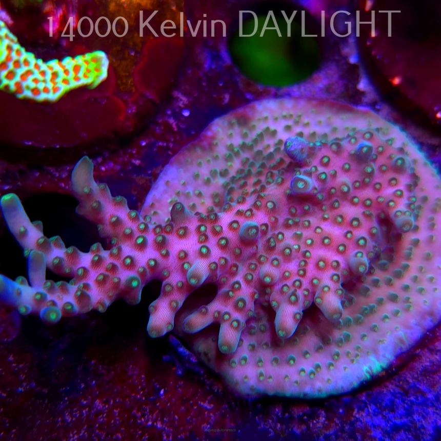 Acropora valida RAINBOW (08.05.2025) MM1-II-26  7cm