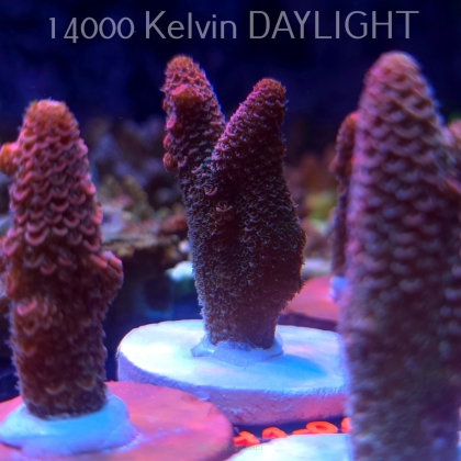 Acropora spathulata CORAL SEA ULTRA RED (16.10.2025) H1-060  6cm