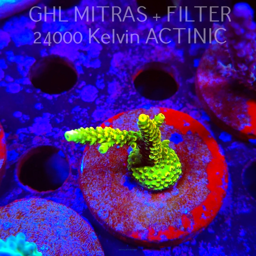 Acropora JMC YELLOW SPECIAL (20.02.2025) L4-II-14  5cm