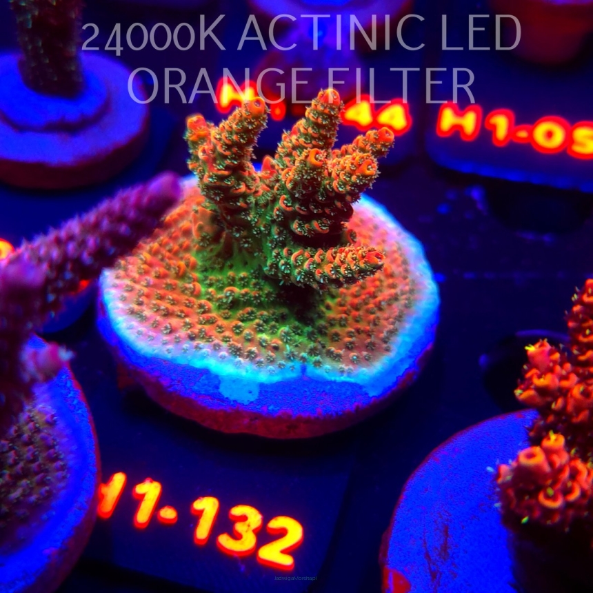 Acropora sp. JMC SPECIAL (02.02.2026) H1-132  4cm