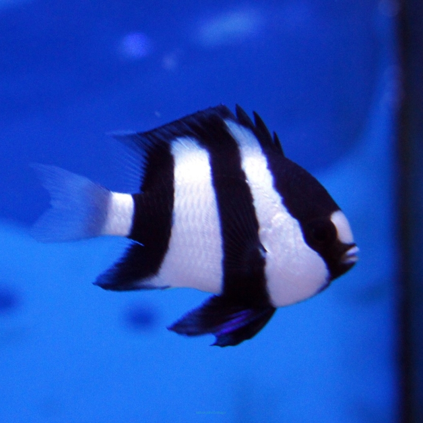 Dascyllus aruanus rozmiar 3-4 cm
