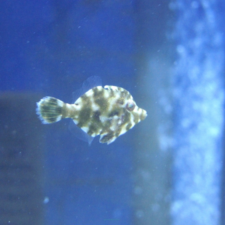 Acreichthys tomentosus TANK BRED  5cm