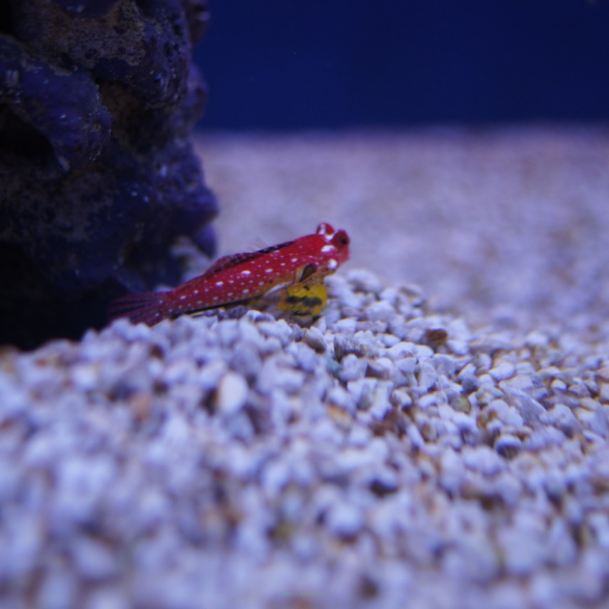 Synchiropus moyeri (Red Dragonet) rozmiar 4 cm