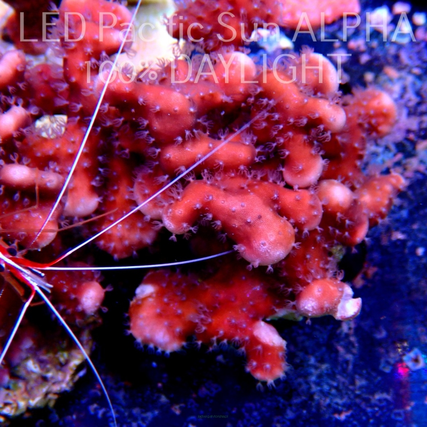 Blue Ridge Coral - Heliopora coerulea - Blue Fire Coral (27.05.2022)  7cm