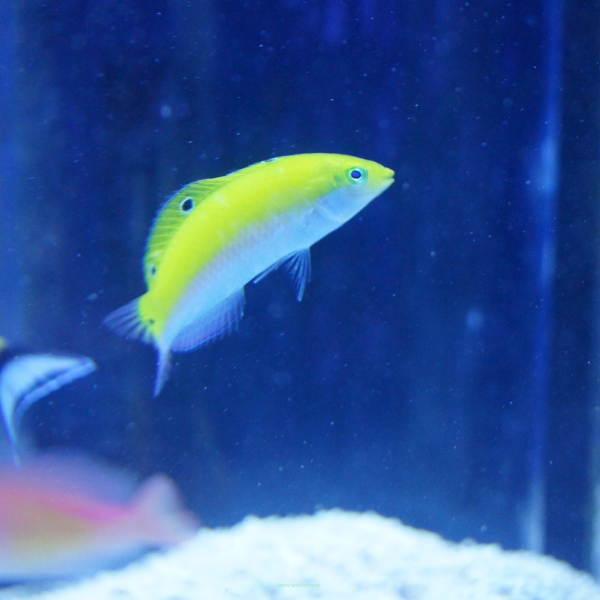 Halichoeres trispilus rozmiar 6 cm