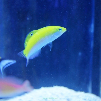 Halichoeres trispilus rozmiar 6 cm