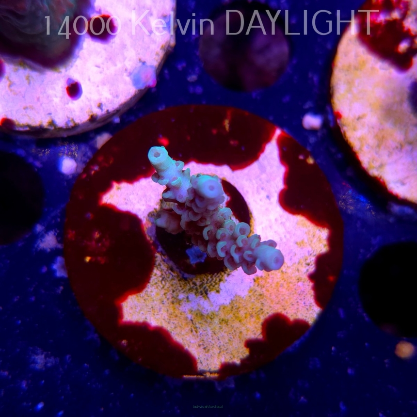 Acropora tenuis ICE FIRE (19.06.2025) L3-I-10  4cm