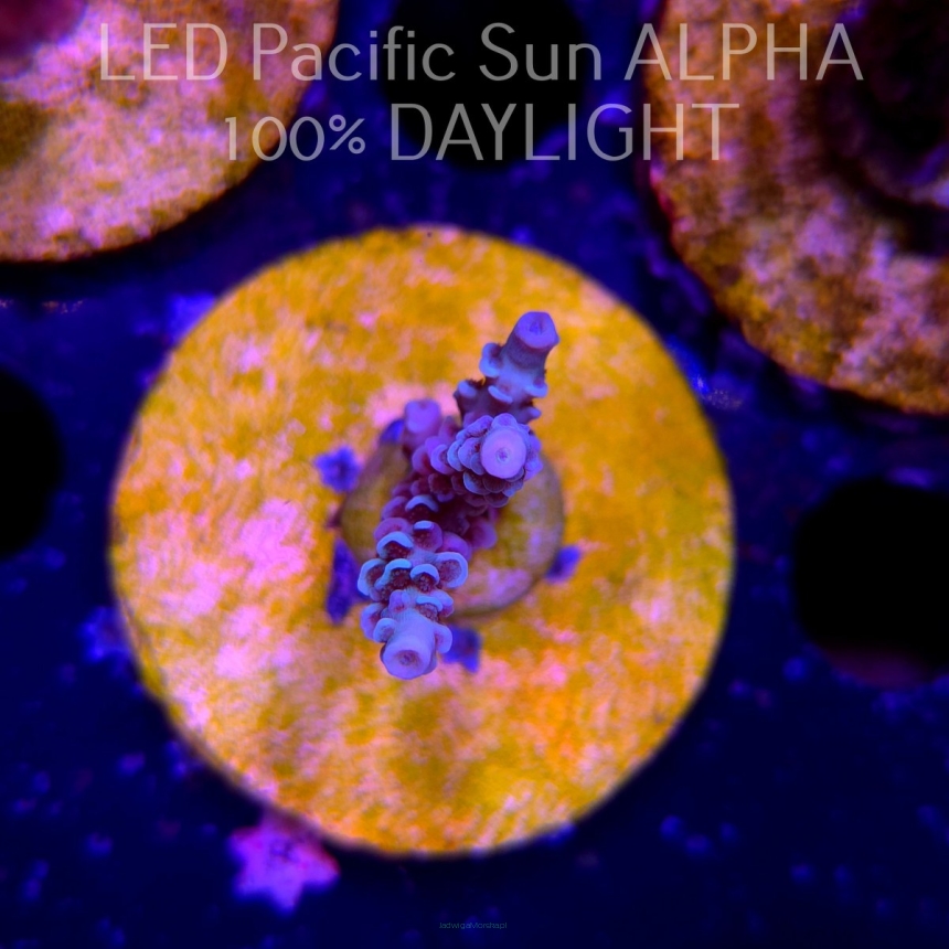 Acropora tenuis ICE FIRE (02.02.2025) L3-I-10  4cm