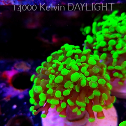 Euphyllia paraancora GREEN HOLOGRAM HAMMER (01.04.2025)