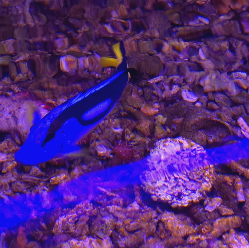 Paracanthurus hepatus yellow belly rozmiar 12cm