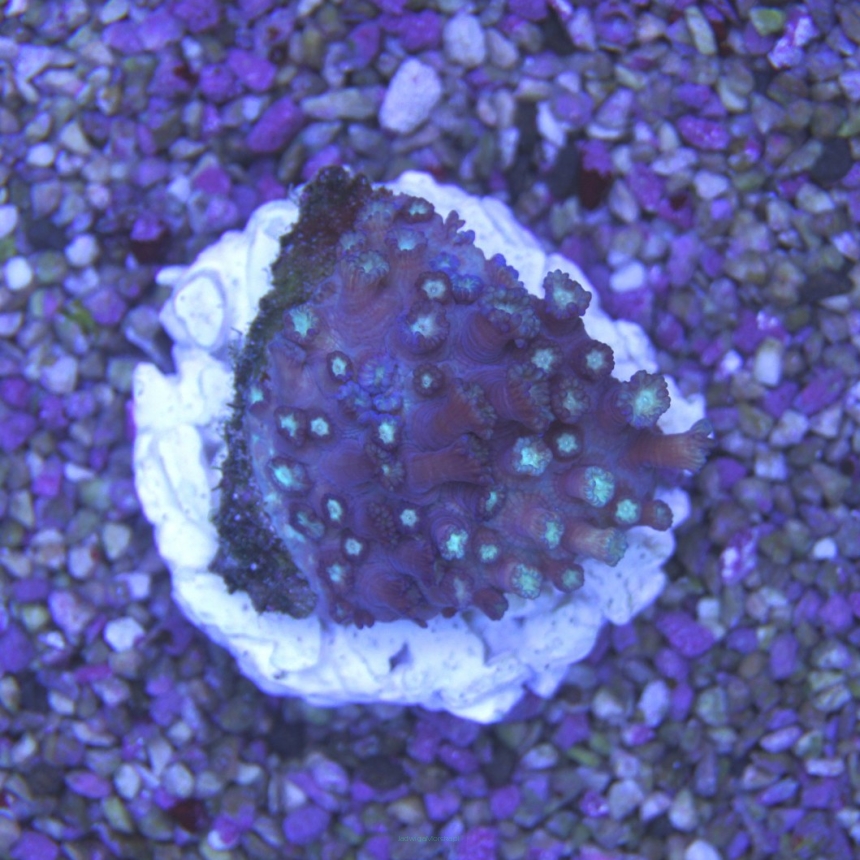 Goniopora djiboutensis fioletowa