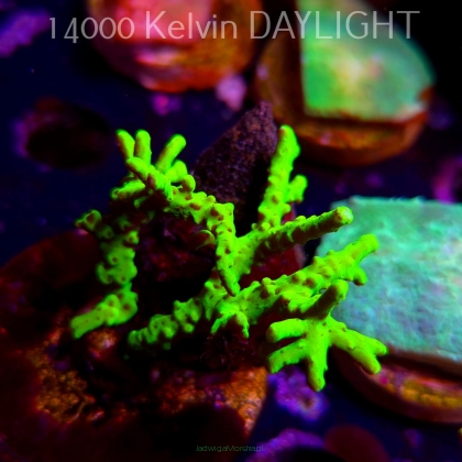Anacropora WWC SLIMEBALL (08.04.2025) MM6-I-2  5cm