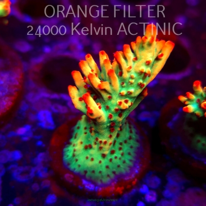   Acropora microclados JMC SIGNATURE STRAWBERRY SHORTCAKE PRIV (06.04.2025) MM6-III-31  6cm